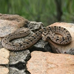 Rhombic Night Adder