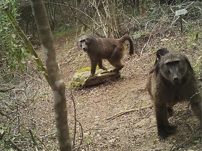 Knysna Forest Baboons