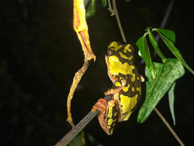 Knysna Forest Frog