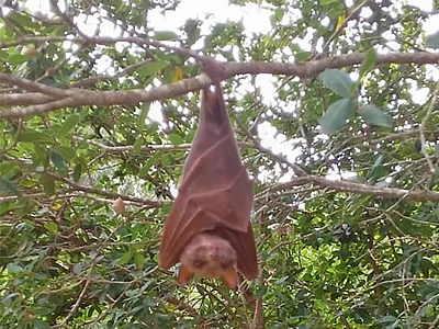 Knysna Forest Bat