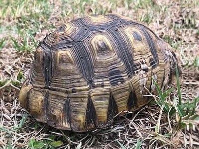 Knysna Forest Tortoise